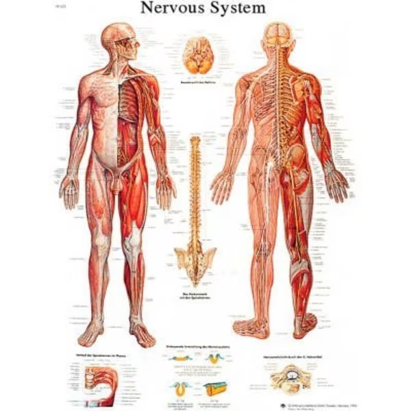 3BÂ Anatomical Chart - Nervous System Chart, Paper, Fabrication Enterprises, Mfr#: 12-4628P